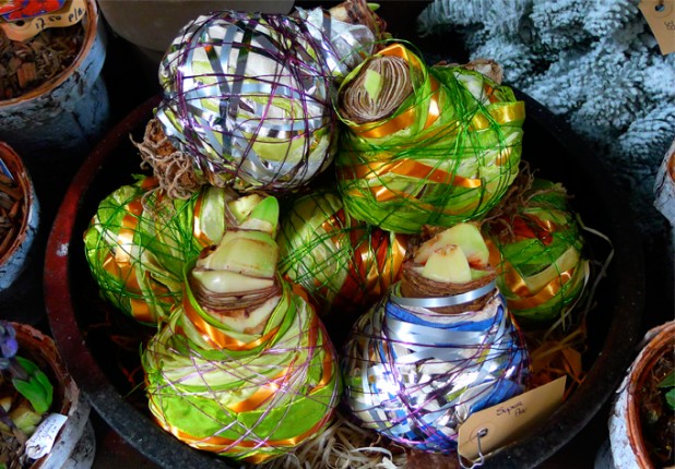 wrapped bulbs