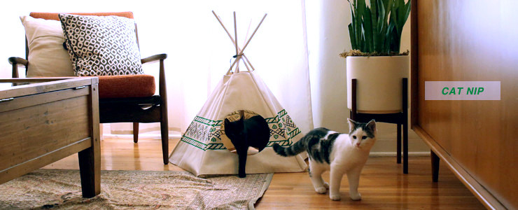 cat tipi