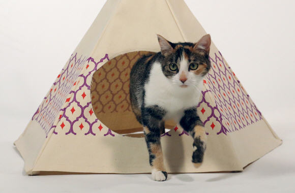 Cat tipi