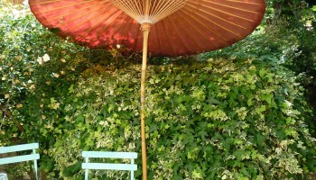 garden parasol paper