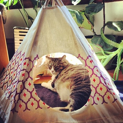 Cat tipi