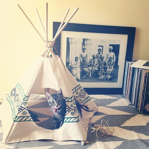 Cat tipi