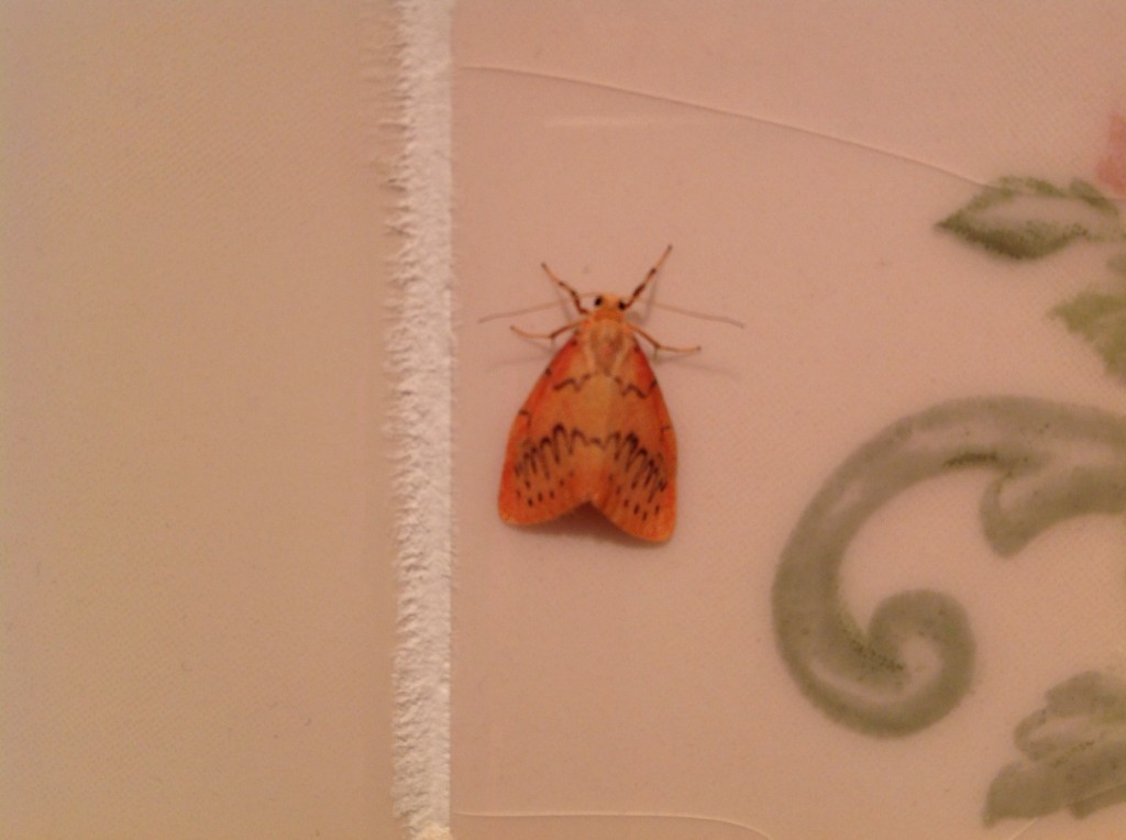 moth on tablecloth
