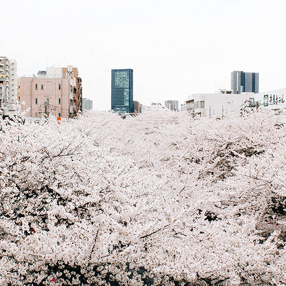 tokyo skyline and blossom