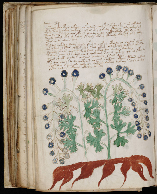 Voynich manuscript