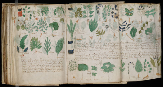 Voynich manuscript