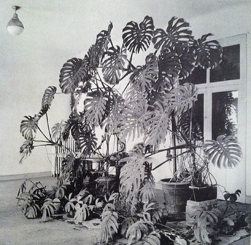 Matisse studio photograph