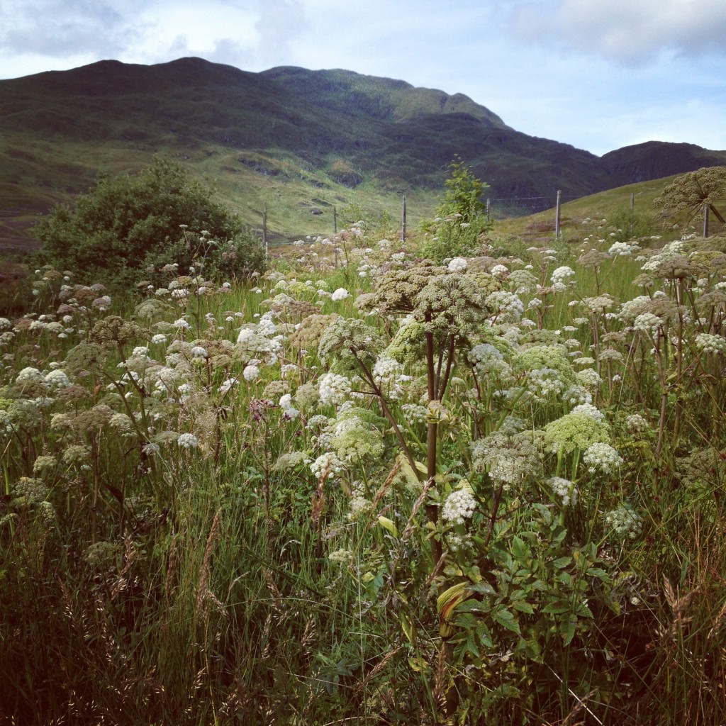 Perthshire | Wild Angelica | My Friend's House