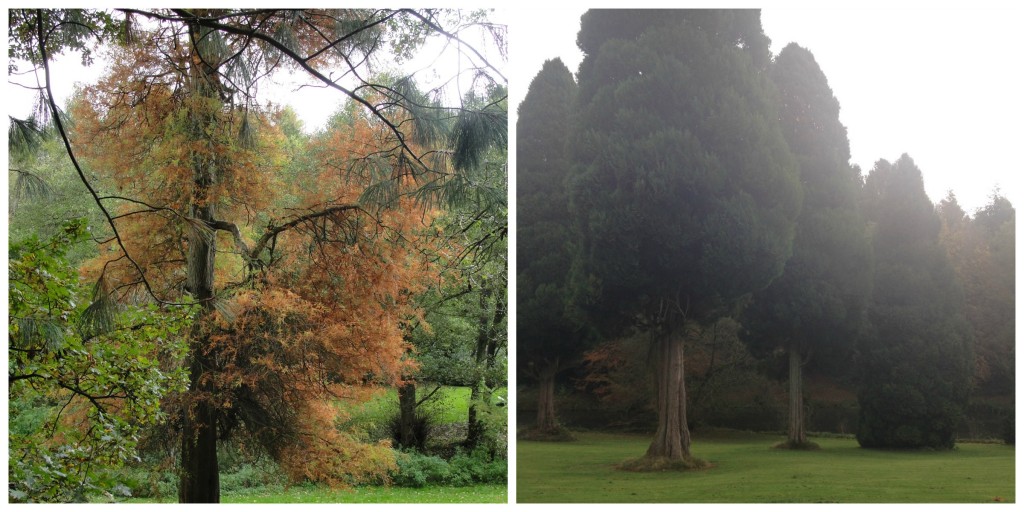 2. Mature trees  My Friend's House