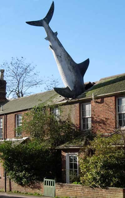 Oxford Shark