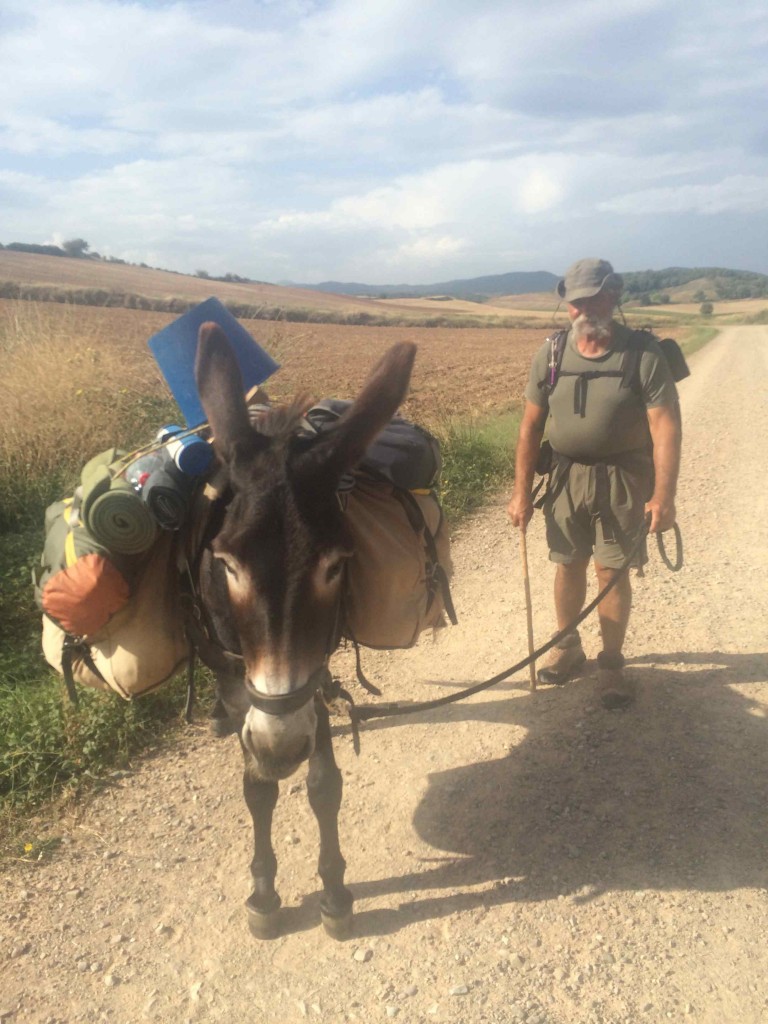 Camino donkey