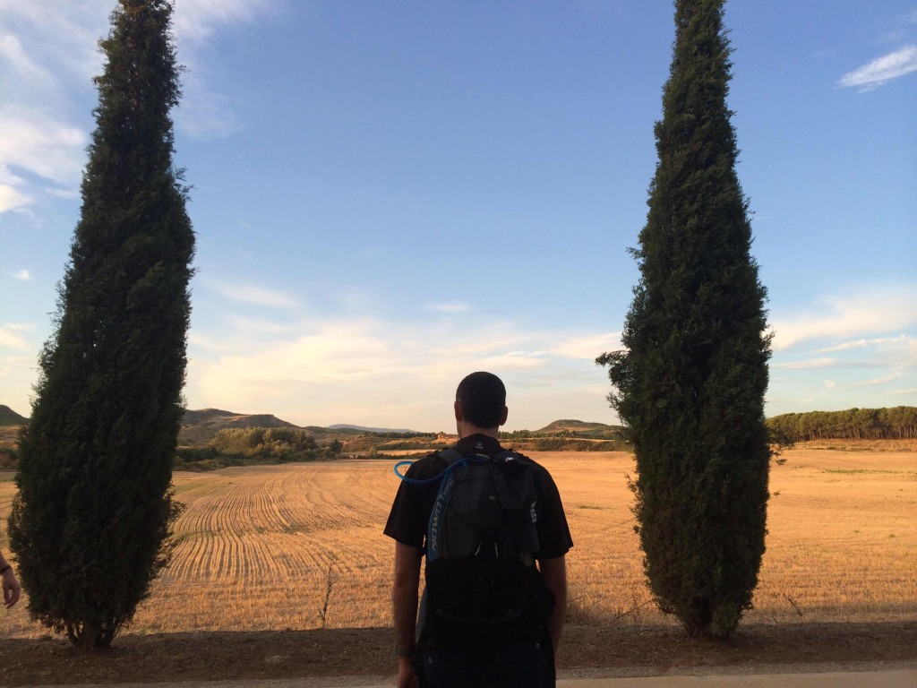 Camino landscape trees