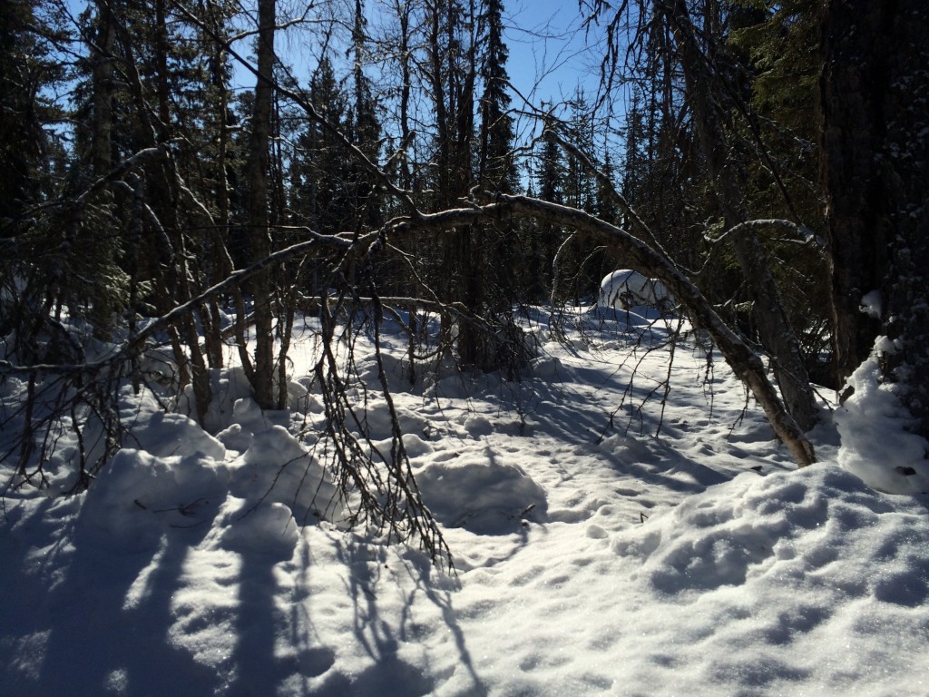 Finland | Lapland in snow | My Friend's House