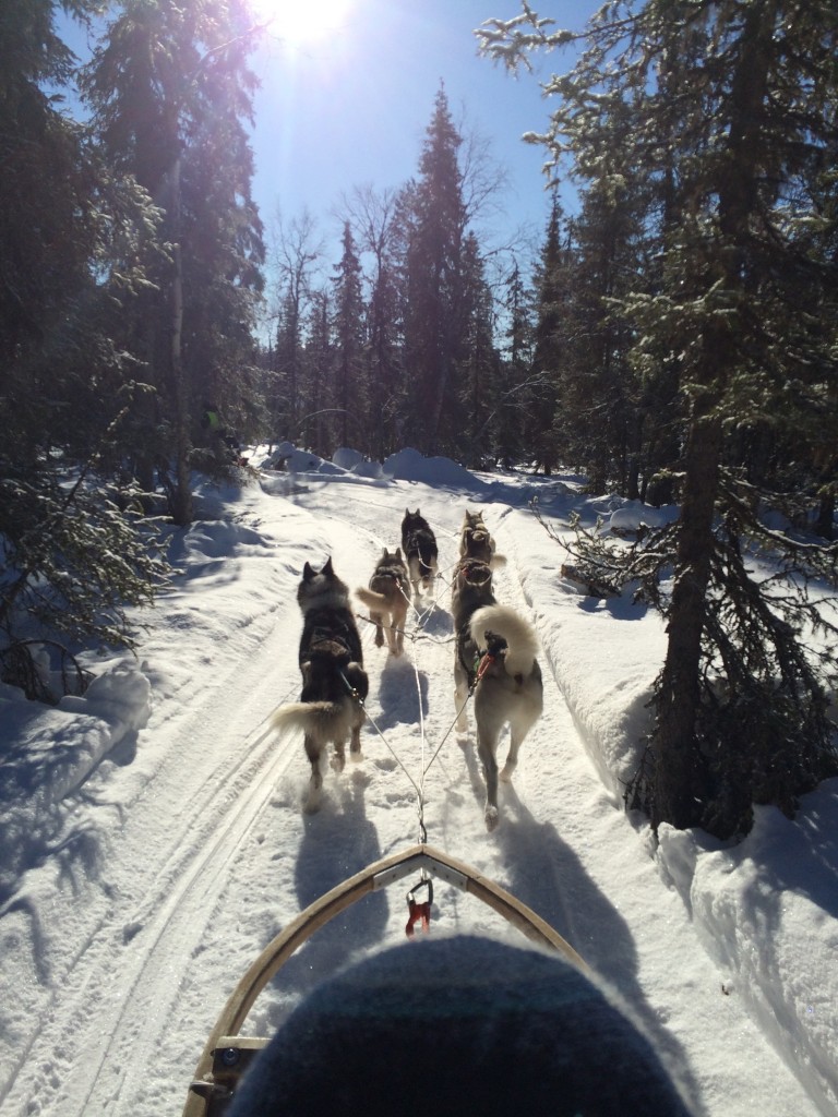 Huskie sledge | Finland | My Friend's House