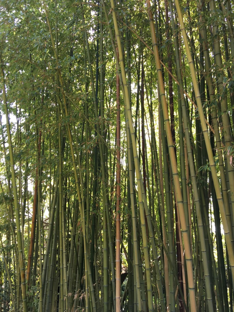Jardi Marimurtra | Tall Bamboo | My Friend's House