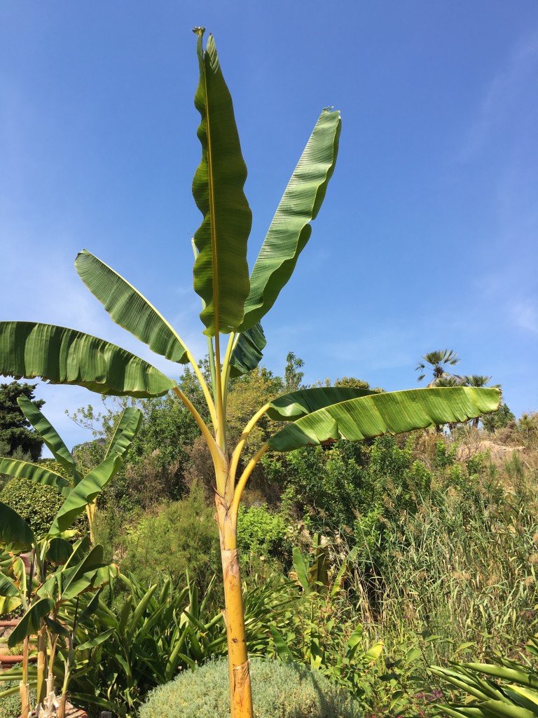 Jardi Marimurtra | jungle trend | My Friend's House