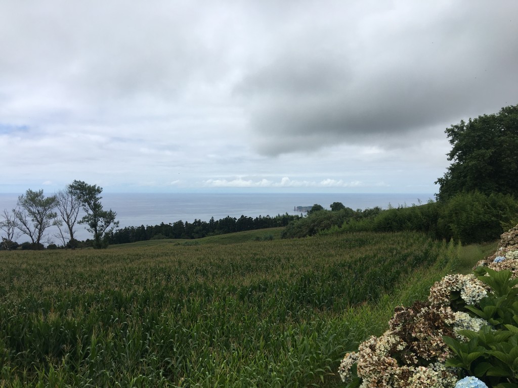 Hydrangeas and distant island